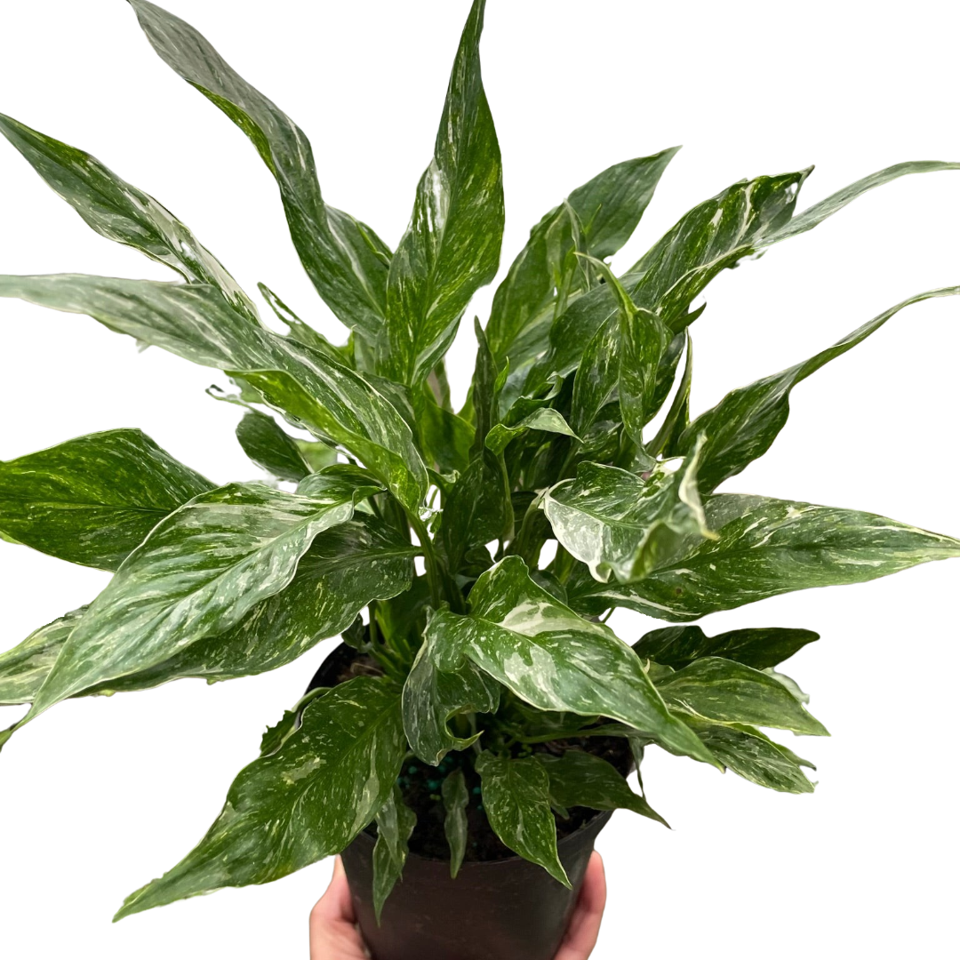 Variegated Spathiphyllum 'Domino'-6" Pot / Nursery Pot