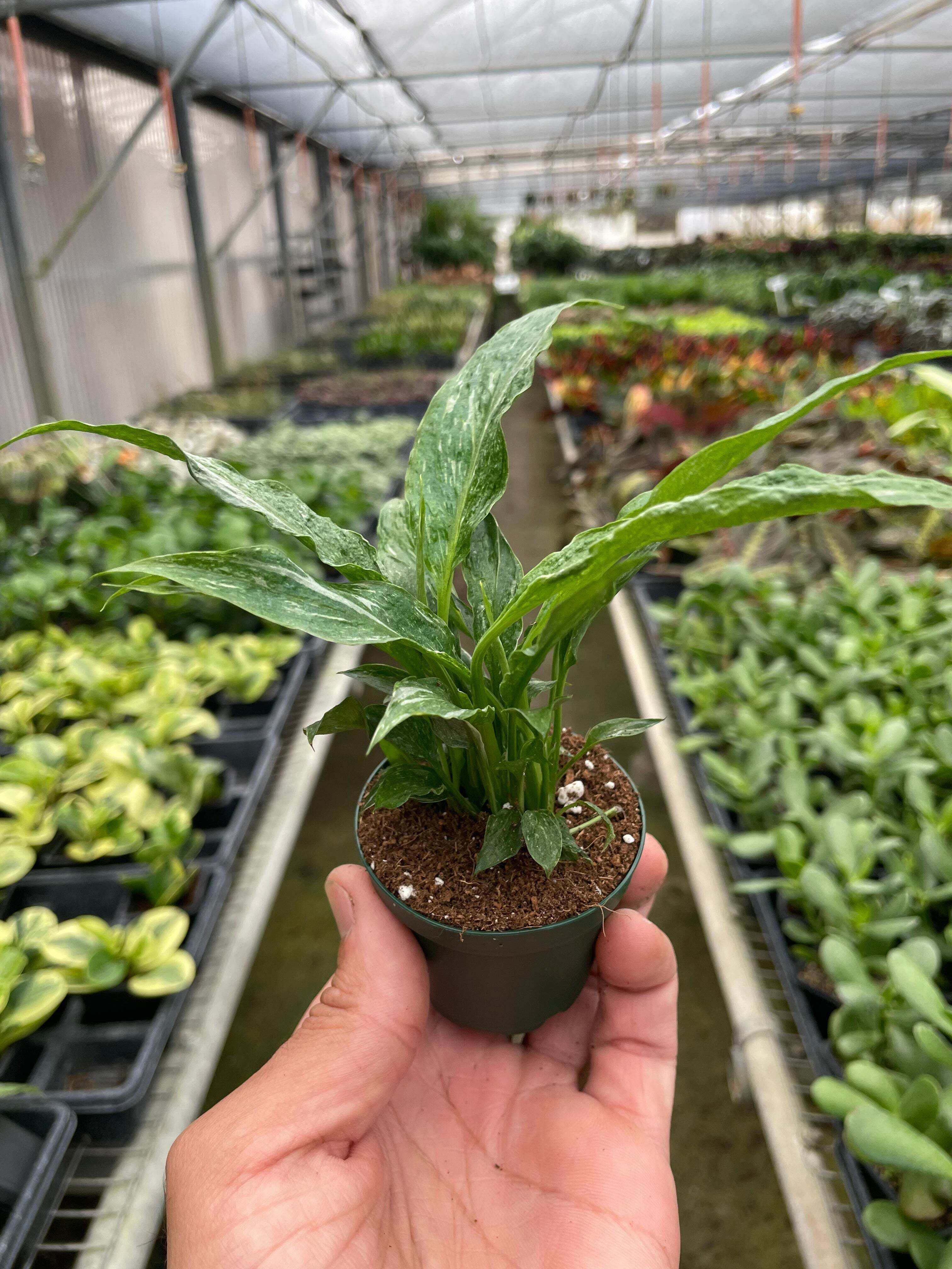 Variegated Spathiphyllum 'Domino'-6" Pot / Nursery Pot